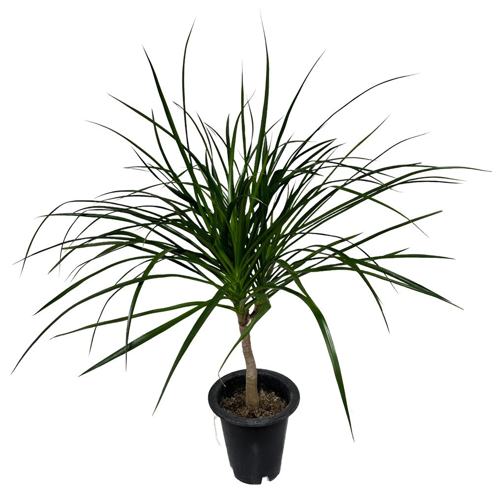 드라세나 드라코 키우기