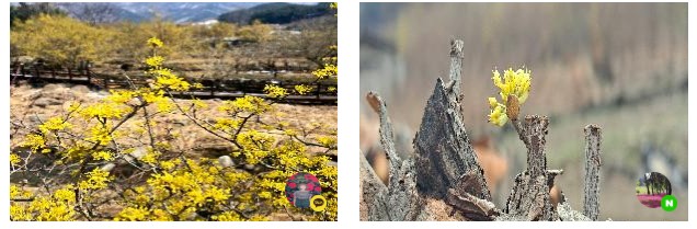 구례 산수유마을 (5월 산책용)