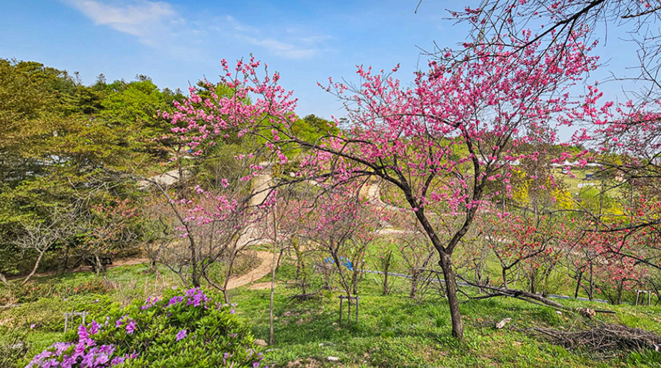 [4월 봄꽃 축제]제3회 영인산 철쭉제❘기간, 일정, 프로그램, 철쭉 개화 상황정리
