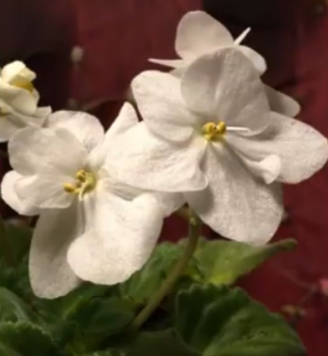 겨울 꽃 세인트폴리아