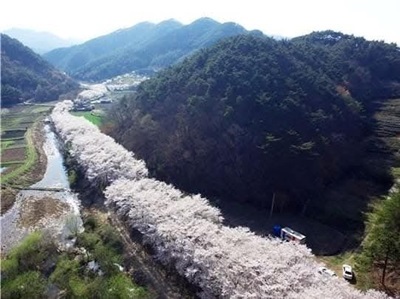 대원사 왕벚꽃길