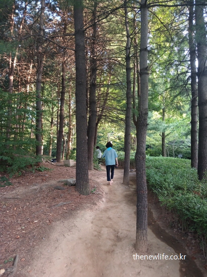 일직선으로 이어진 소나무 서울 어린이대공원 숲길을 맨발로 걷는 여성, 서울 맨발 걷기 좋은 곳