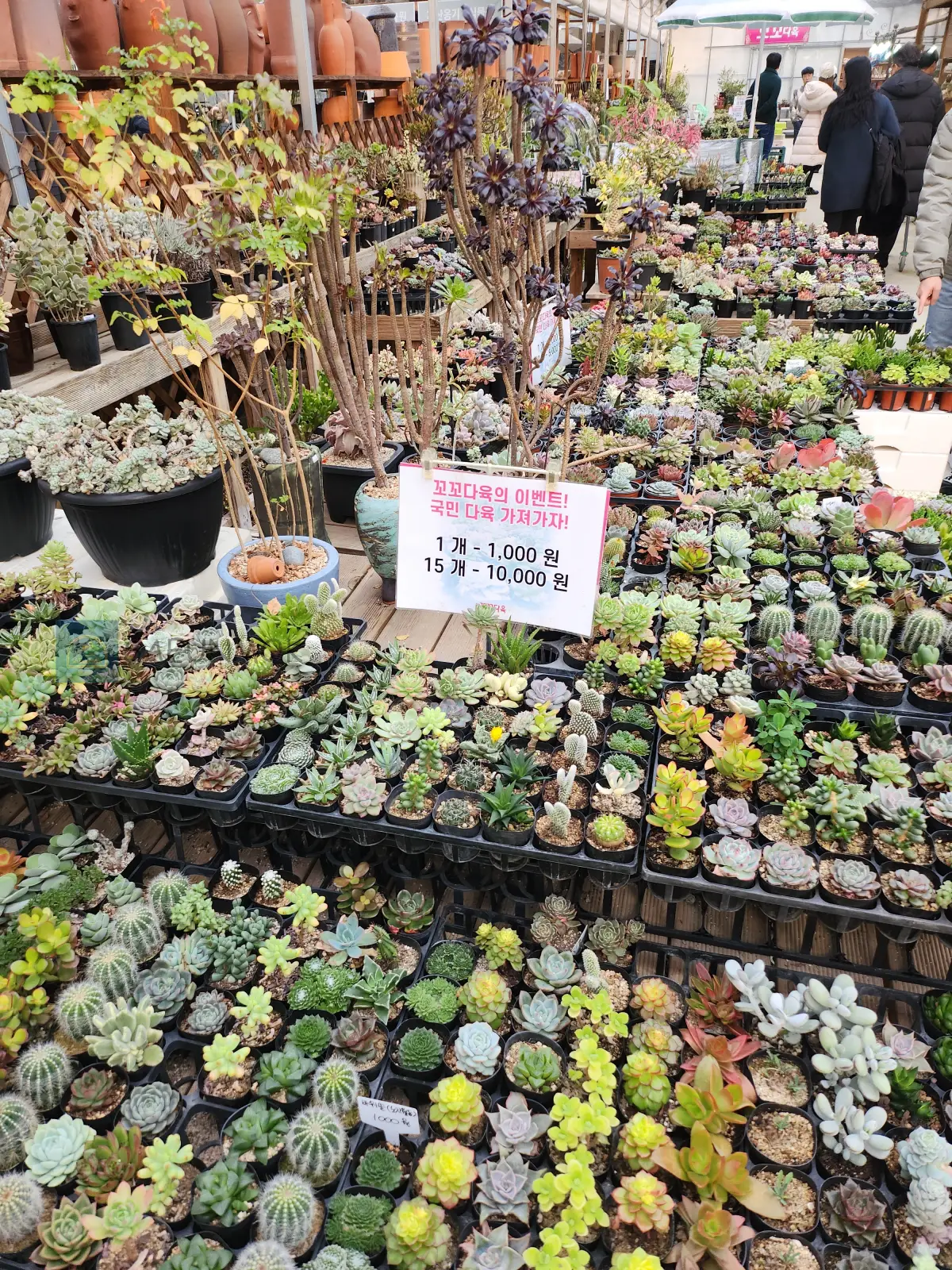 에르베플라워-다육이-식물