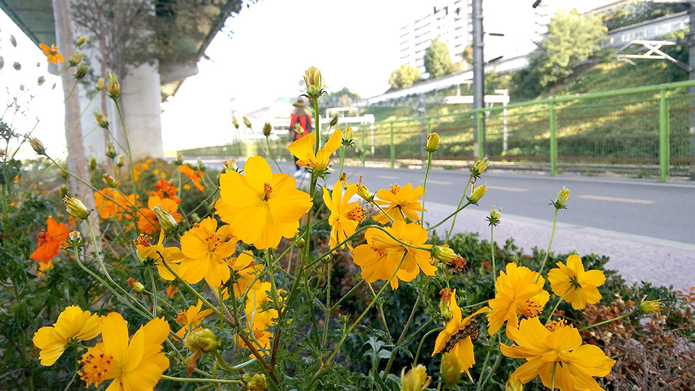 서울둘레길 안양천 꽃