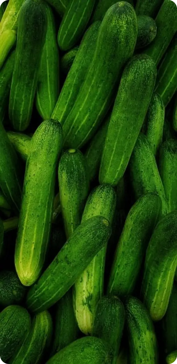 오이지 담그는 방법