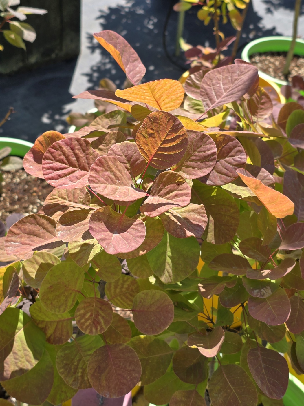 잎색깔이 너무예쁜 특이한 식물들이 많아요.