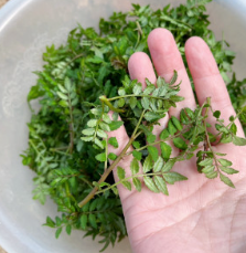 경남 밀양 초피 주문 방법