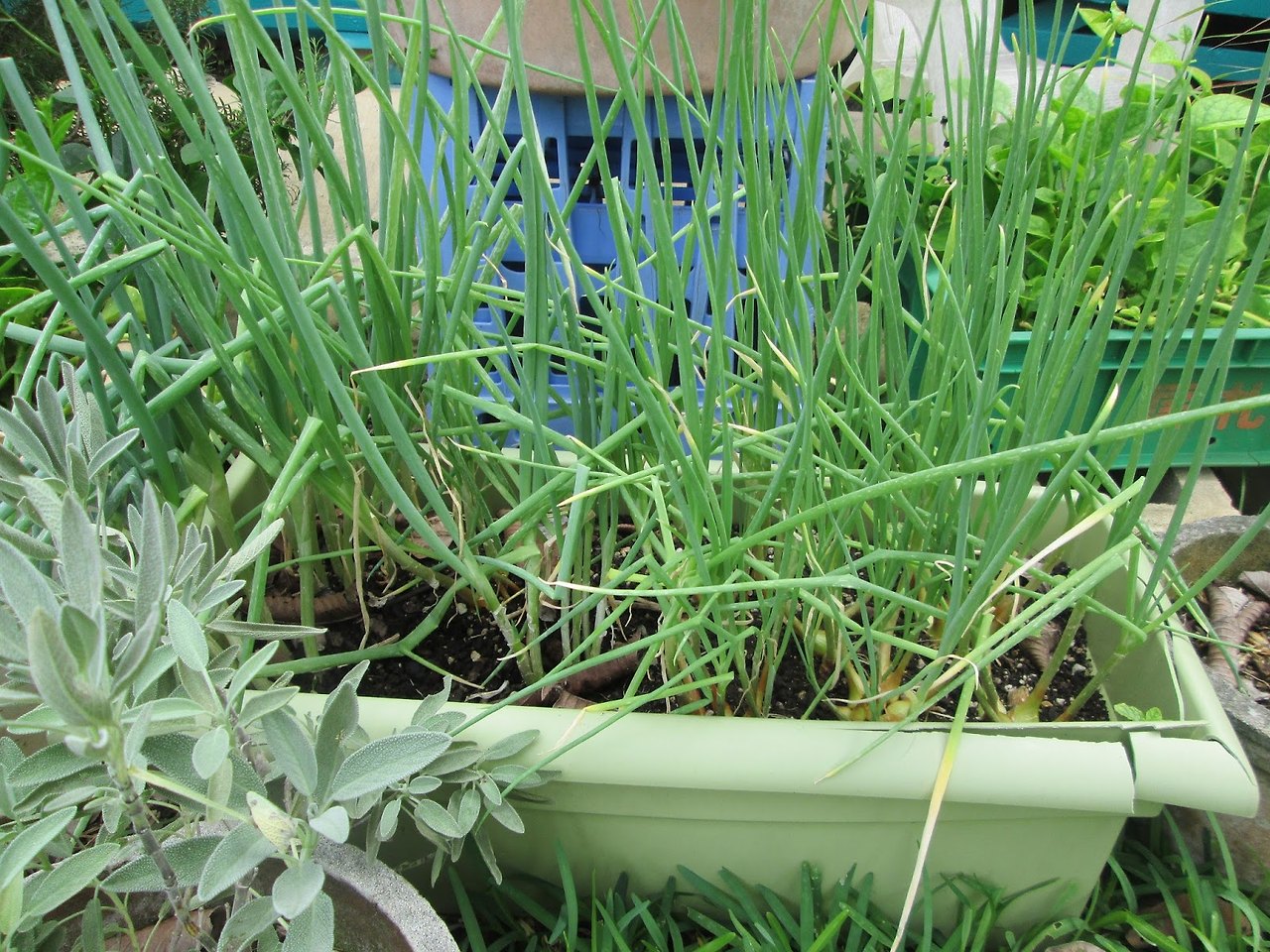 가을대파 심는시기