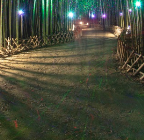 전국 수목원 BEST 5 – 자연의 품으로 떠나는 진짜 힐링 여행