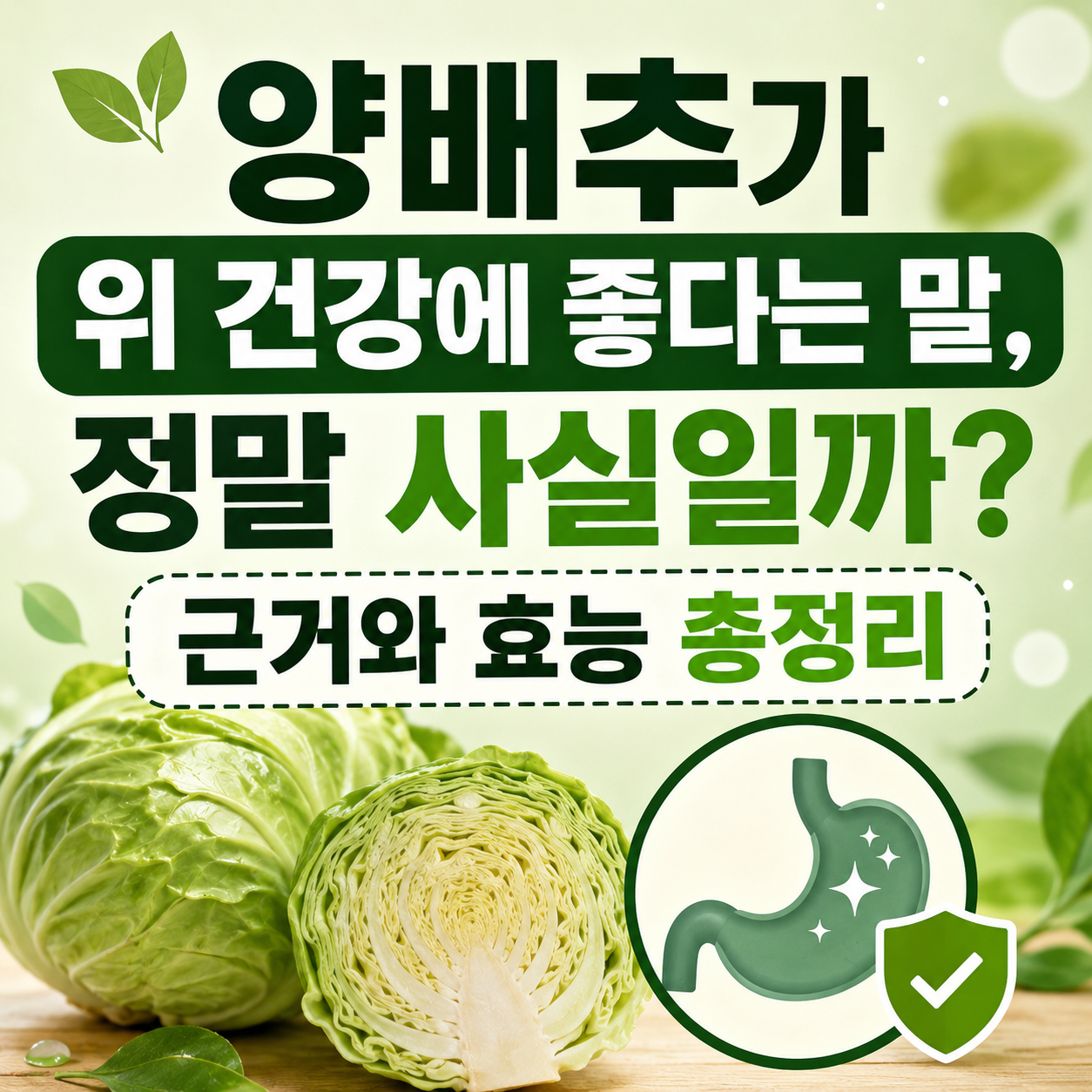 양배추 효능
