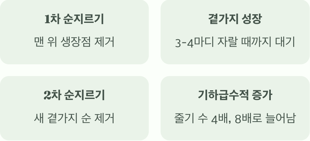 욕심이 난다면? 2차 순지르기로 더 풍성하게!