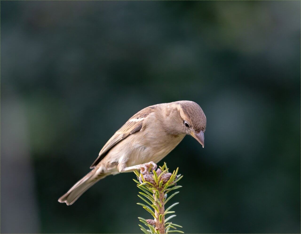 메가커피 창업비용