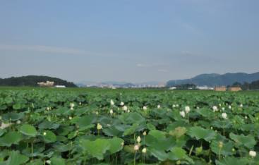 양평 두물머리 세미원 연꽃문화제