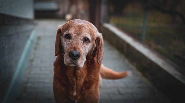 강아지 백내장 원인&amp;#44; 진행단계&amp;#44; 치료