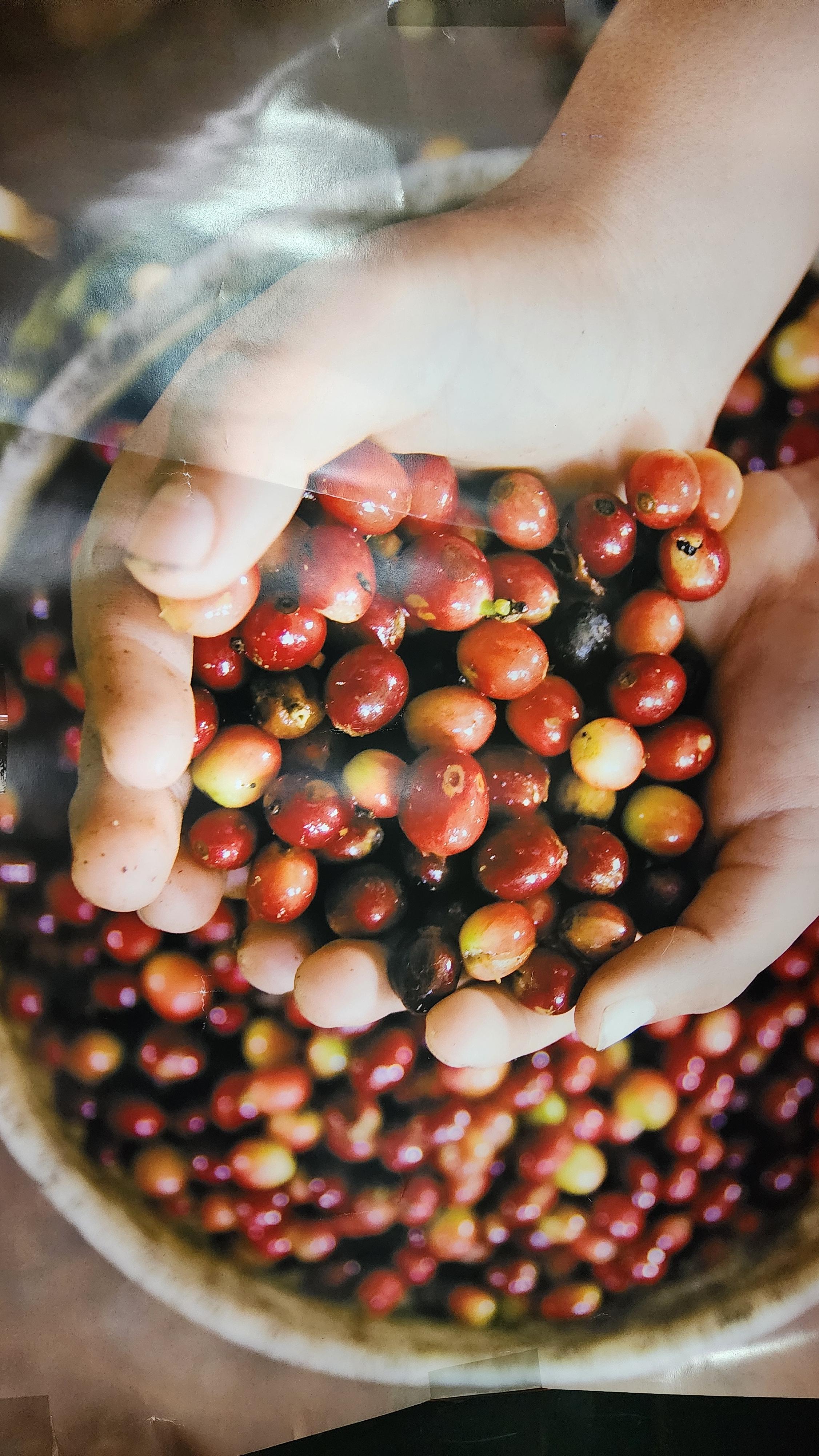 해다정 커피수업 커피콩