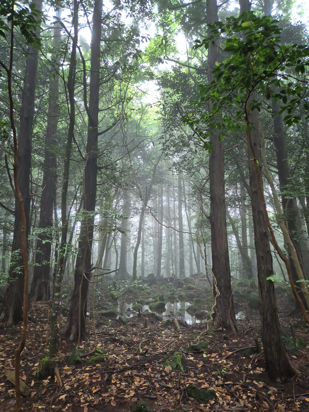 한라산 치유의 숲 무료 이미지