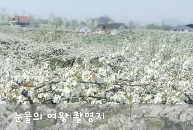 눈물의 여왕 배꽃 촬영지