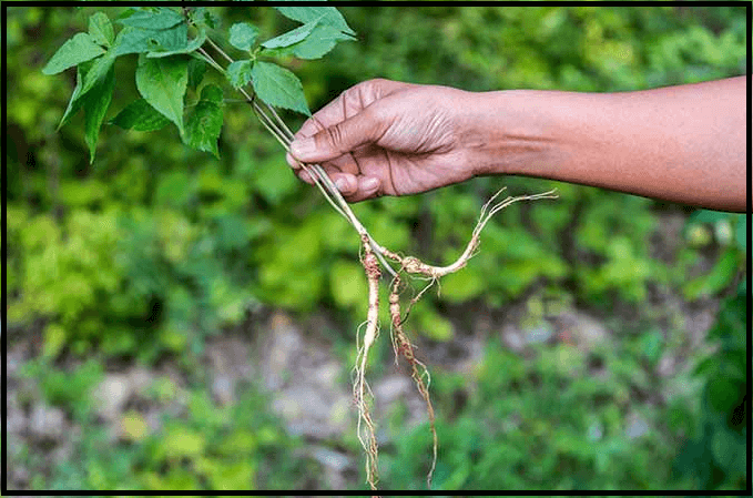 함양 상림공원 단풍 축제 일정과 입장료