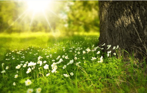 노란색 아침 빛이 나무 아래 작은 꽃에 빛이 비치는 모습