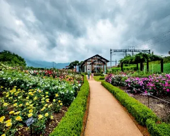 곡성 장미축제_10