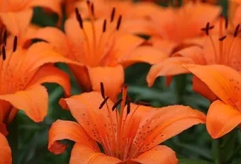 여름꽃 종류 모음 여름 꽃나무 추천 12가지 정리_2