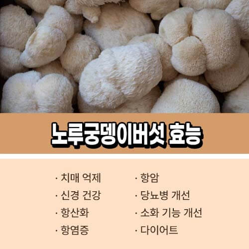 노루궁뎅이버섯 효능