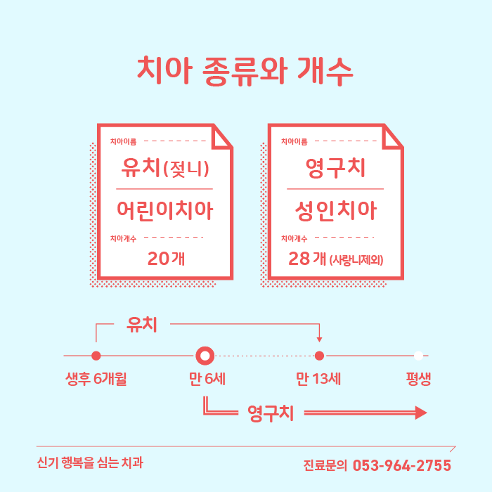 치아종류-유치개수-성인치아개수