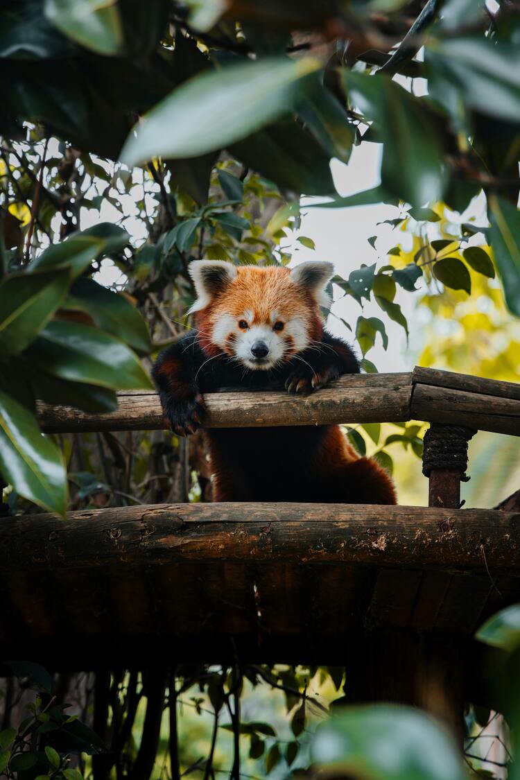 청두 대나무숲 속 나무 위에 올라 귀엽게 바라보는 레서판다 한 마리가 청두판다센터의 여유로운 분위기를 보여주는 장면