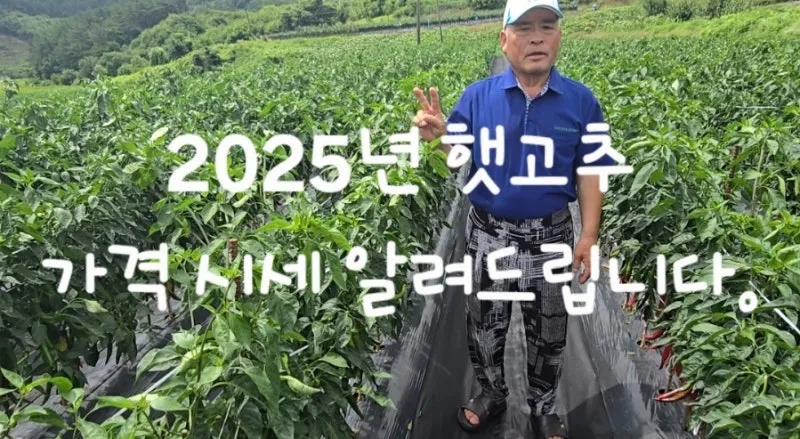 영양 고추 가격 시세 10근가격 현재 농산물 시세_6