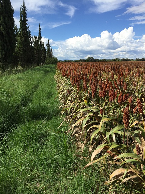 수수(Sorghum)의 특성과 재배법