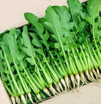 열무 재배 빠른 파종 잔털 제거 혼식 요령_1