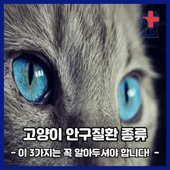 고양이 주요 눈 질환 7가지 증상 원인 치료법_16