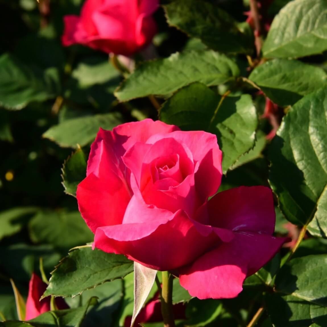 울산대공원 장미축제