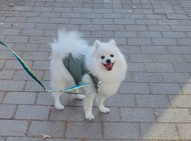 폼피츠 토토사진 2