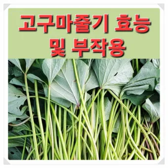 고구마줄기 효능 건강 활용 레시피_20