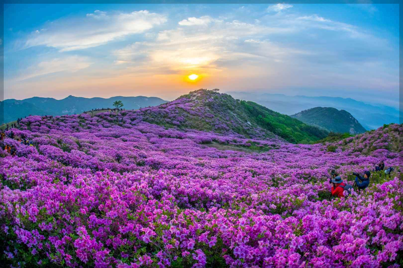 황매산 철쭉 축제 일정 주차장 실시간 개화 상황 추천 코스(총정리)