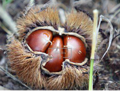 다이어트에-좋은-가을-제철음식-밤