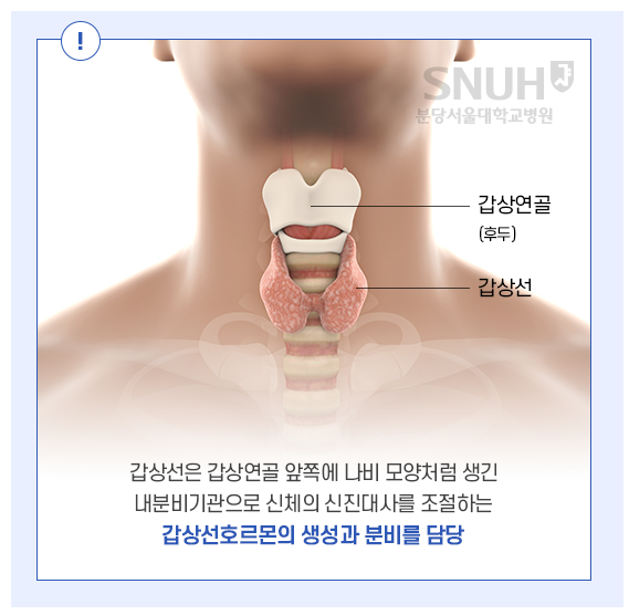 갑상선 개요