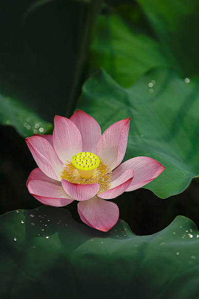 전국 연꽃 축제