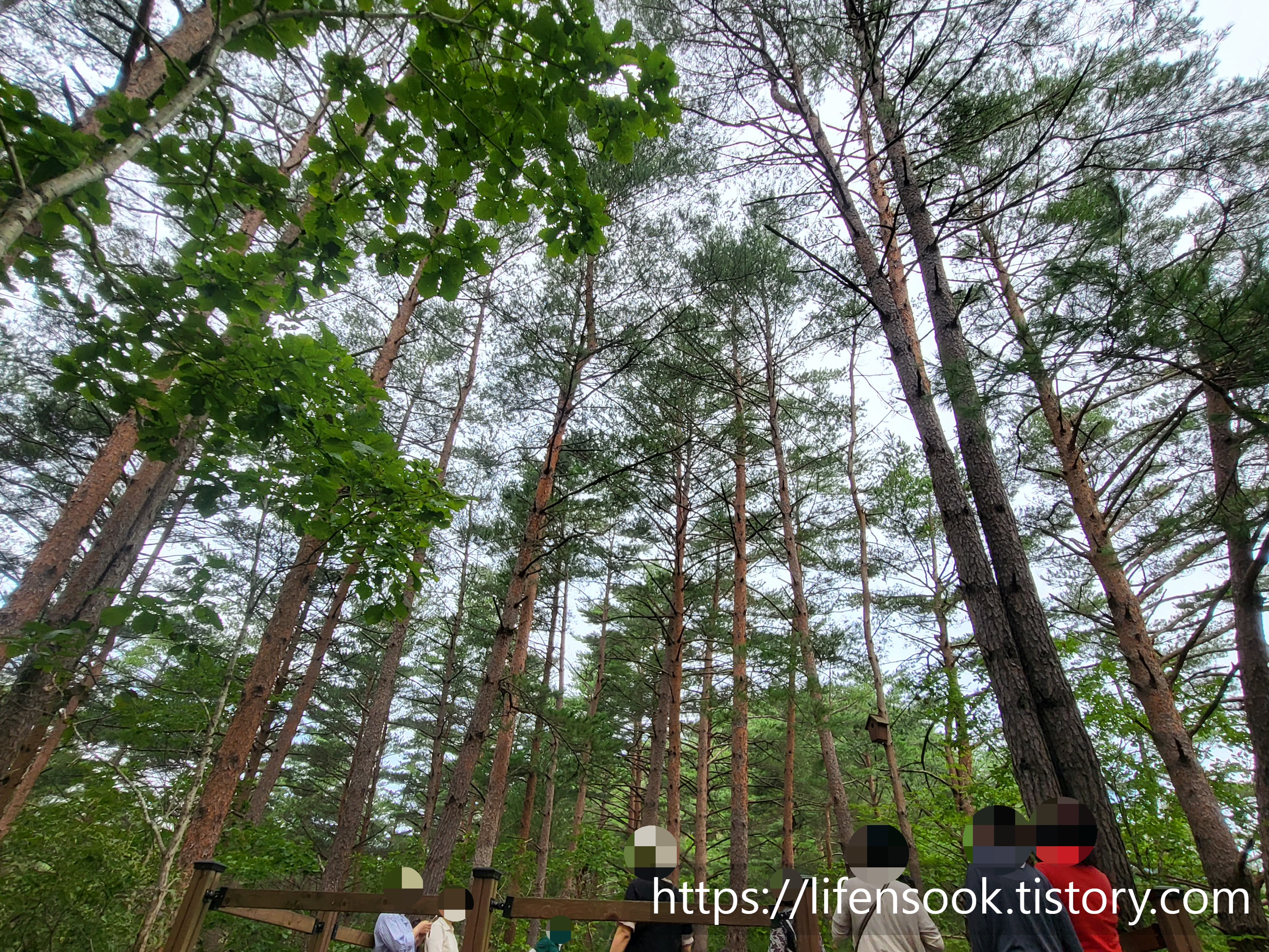 금강송 숲 체험 프로그램