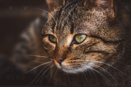 비만 고양이 관리법 관련 사진