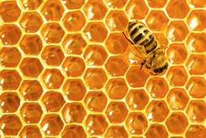 프로폴리스효능02