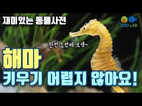 해마 키우기 출산징후 수명 물갈이법 먹이 횟수 물온도_1