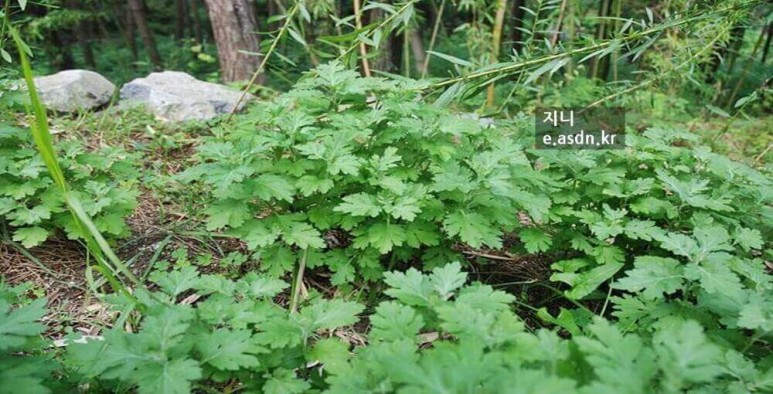 쑥의 효능 11가지와 부작용,보관법,쑥 쌂는법 총정리...약초이야기 육십두번째