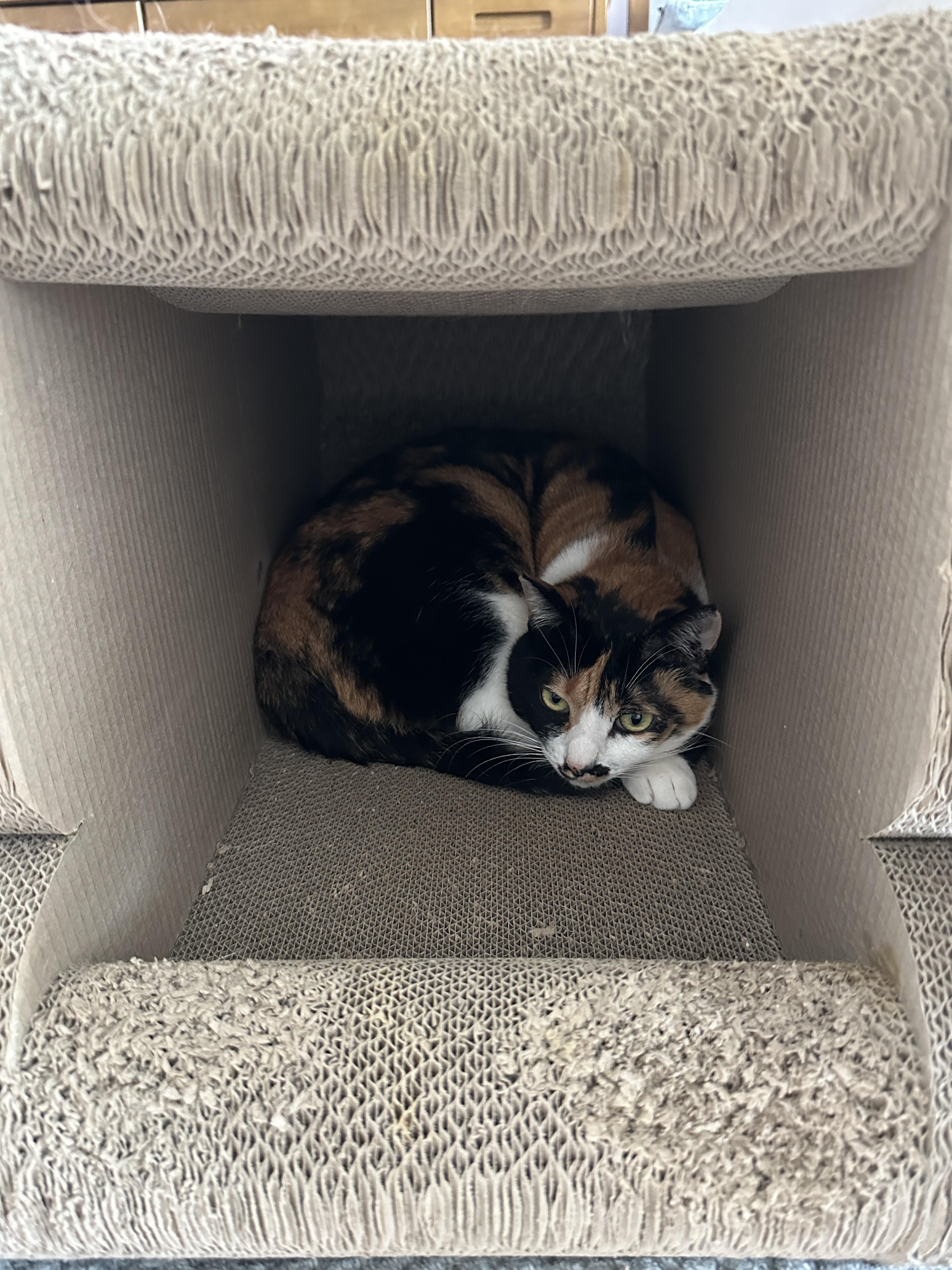 스크래쳐_안의_삼색이고양이_다다