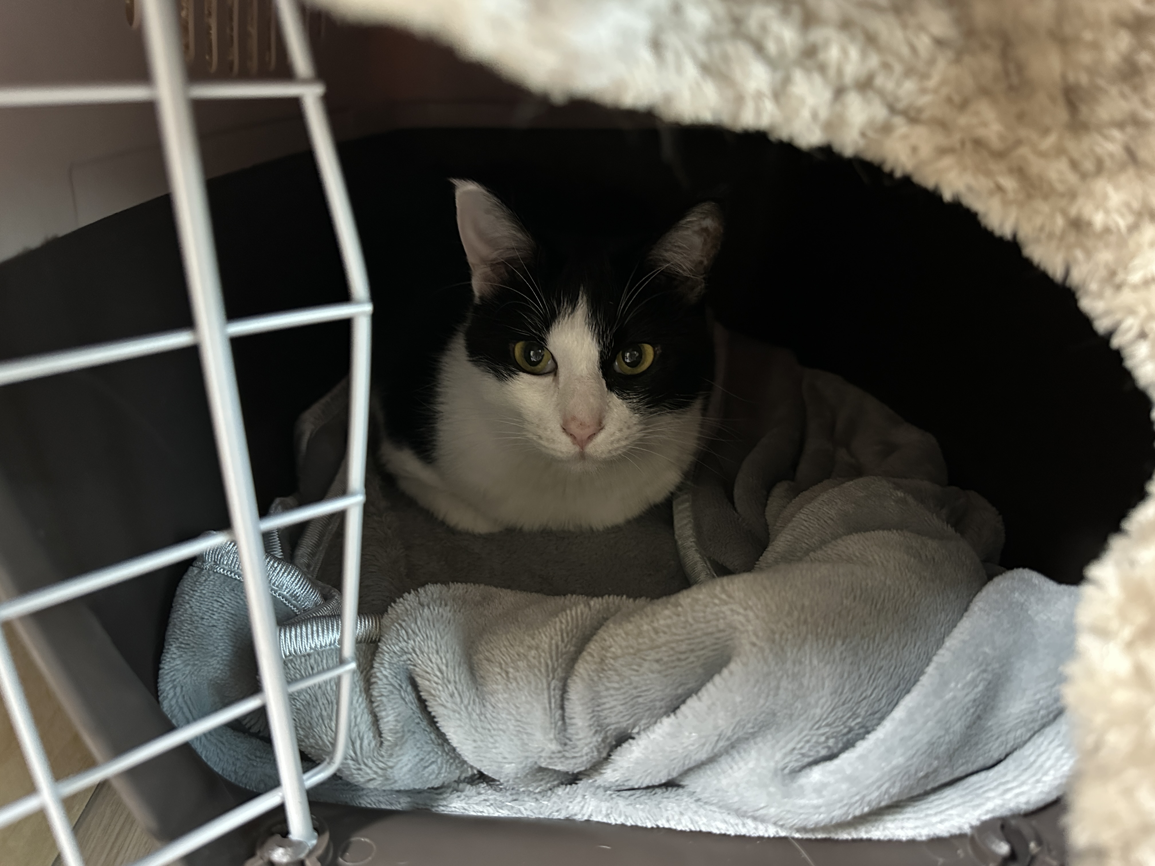 이동장_하우스_안에_자리잡은_두리