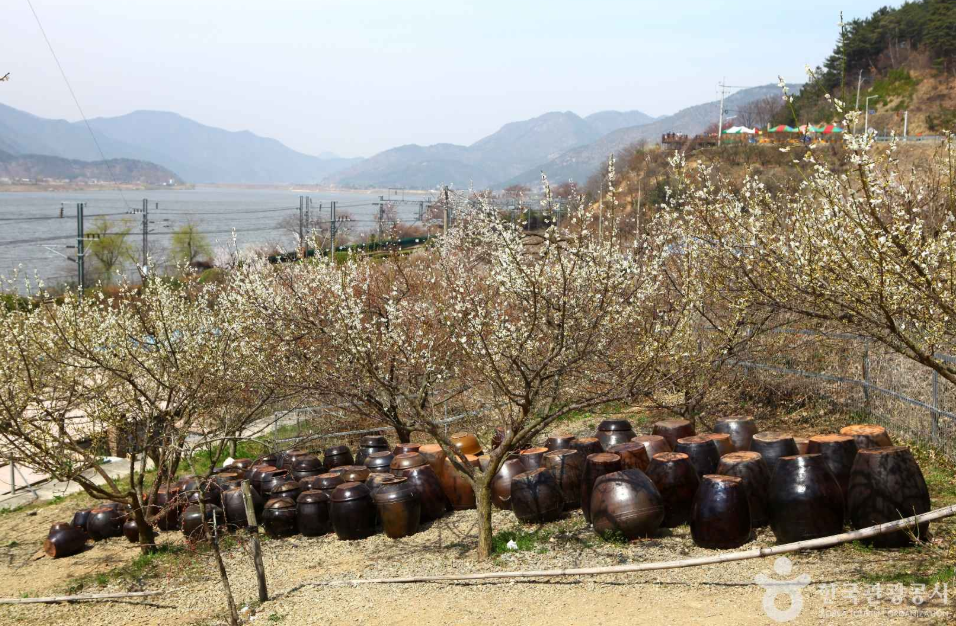전국 매화 명소 양산 순매원