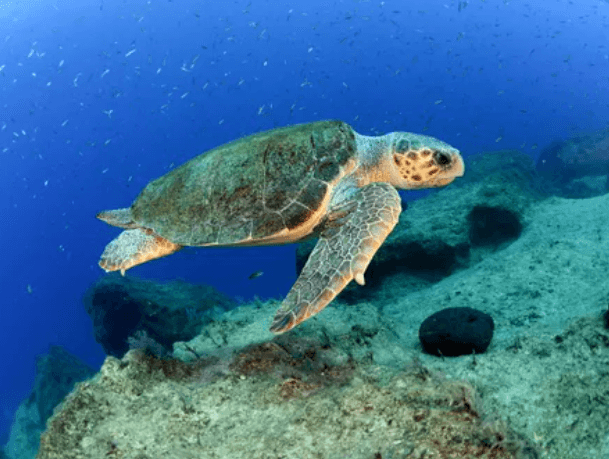 바다거북스프 문제 모음