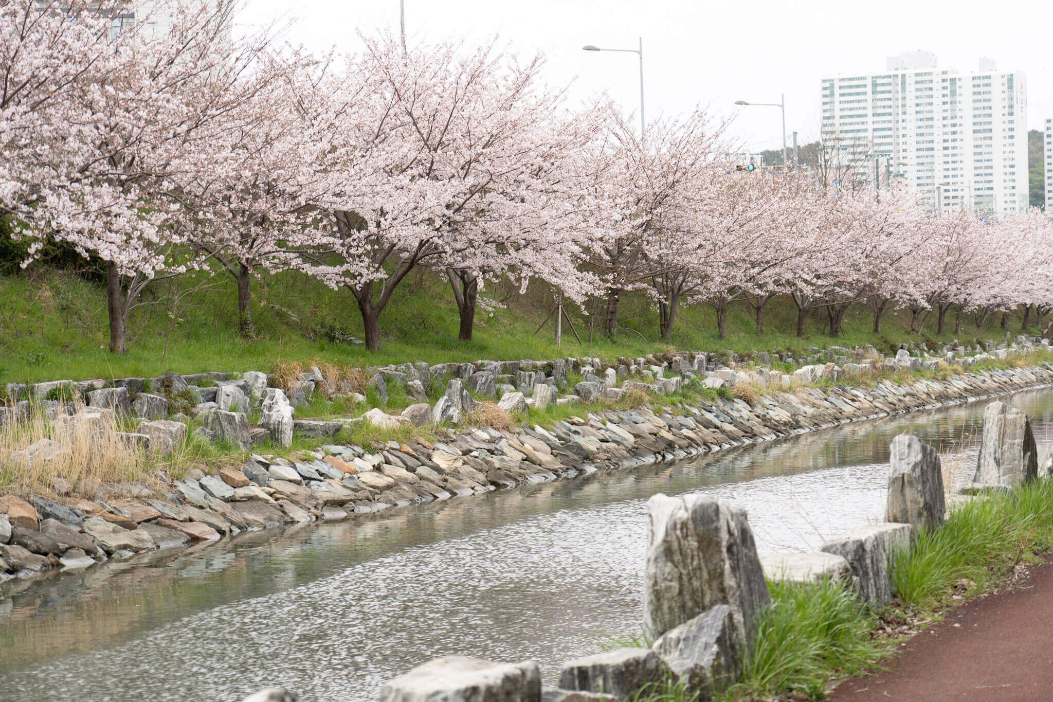 2024벚꽃축제일정 벚꽃개화시기