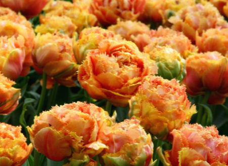 에스프릿튤립esprit tulip